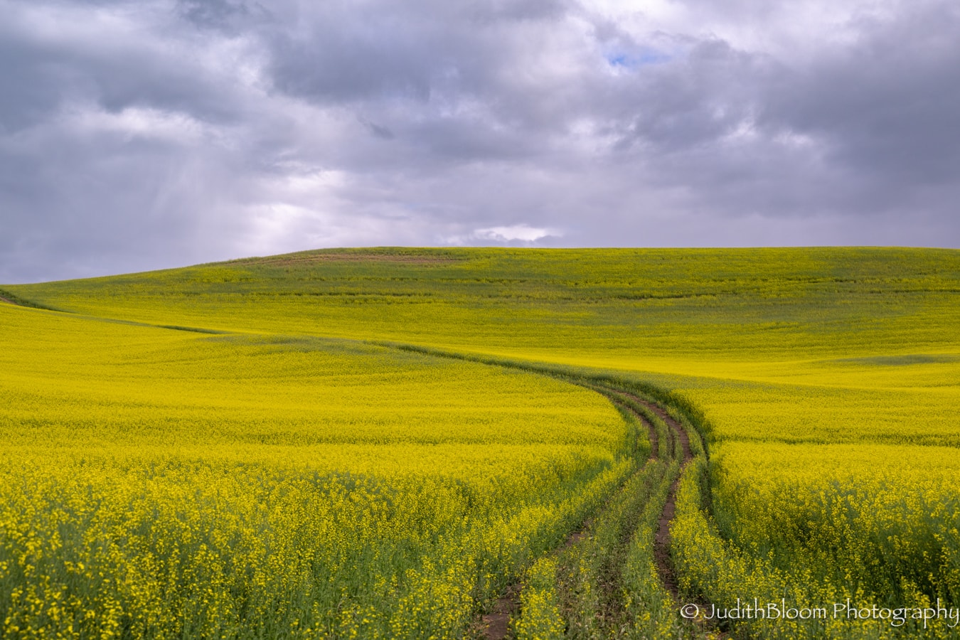 Tractor tracks wind through rolling hills of yellow canola under a dramatic stormy sky, Palouse