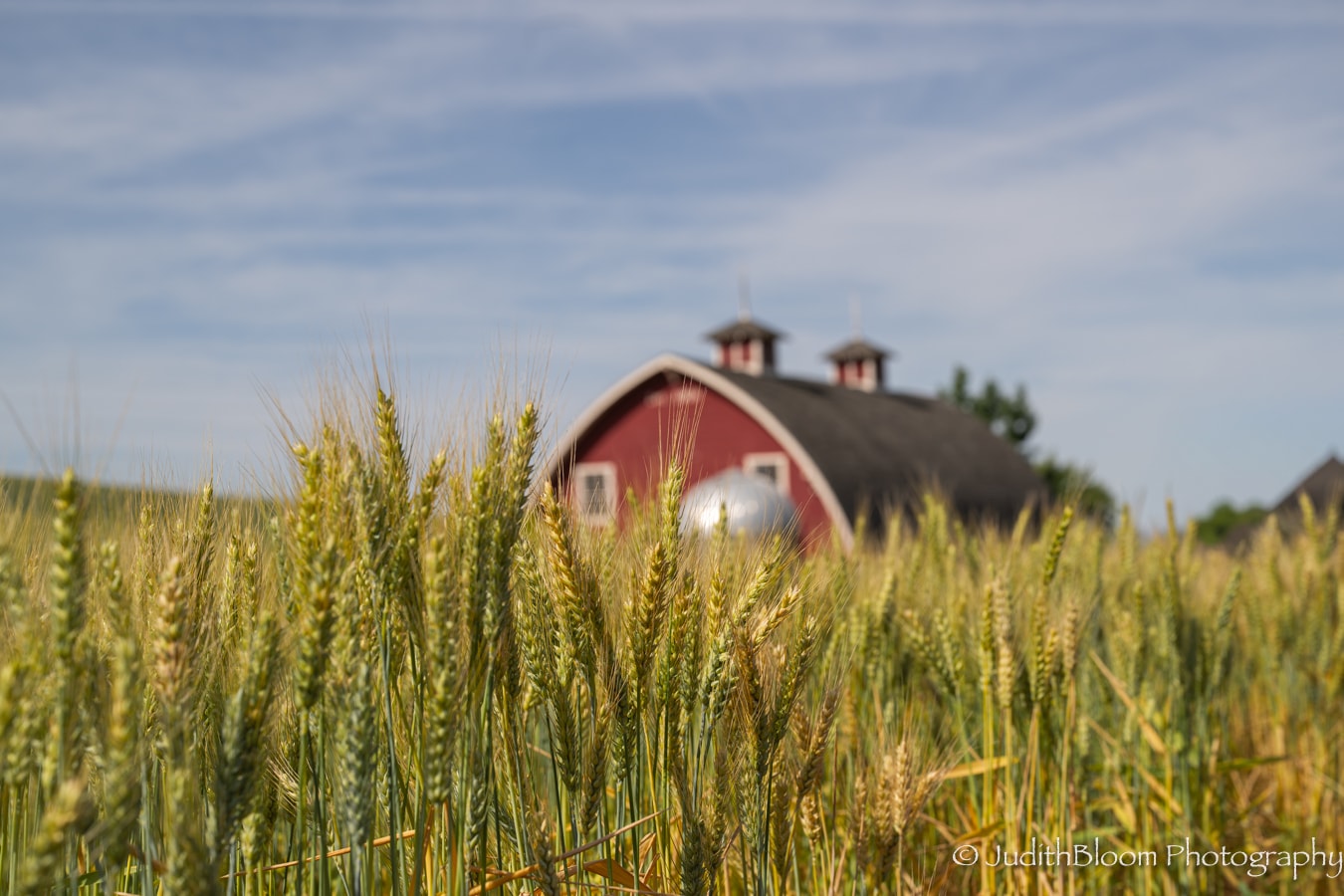 Rooted in Gold — wheat stalks in sharp focus with a classic red barn softly blurred behind, Palouse