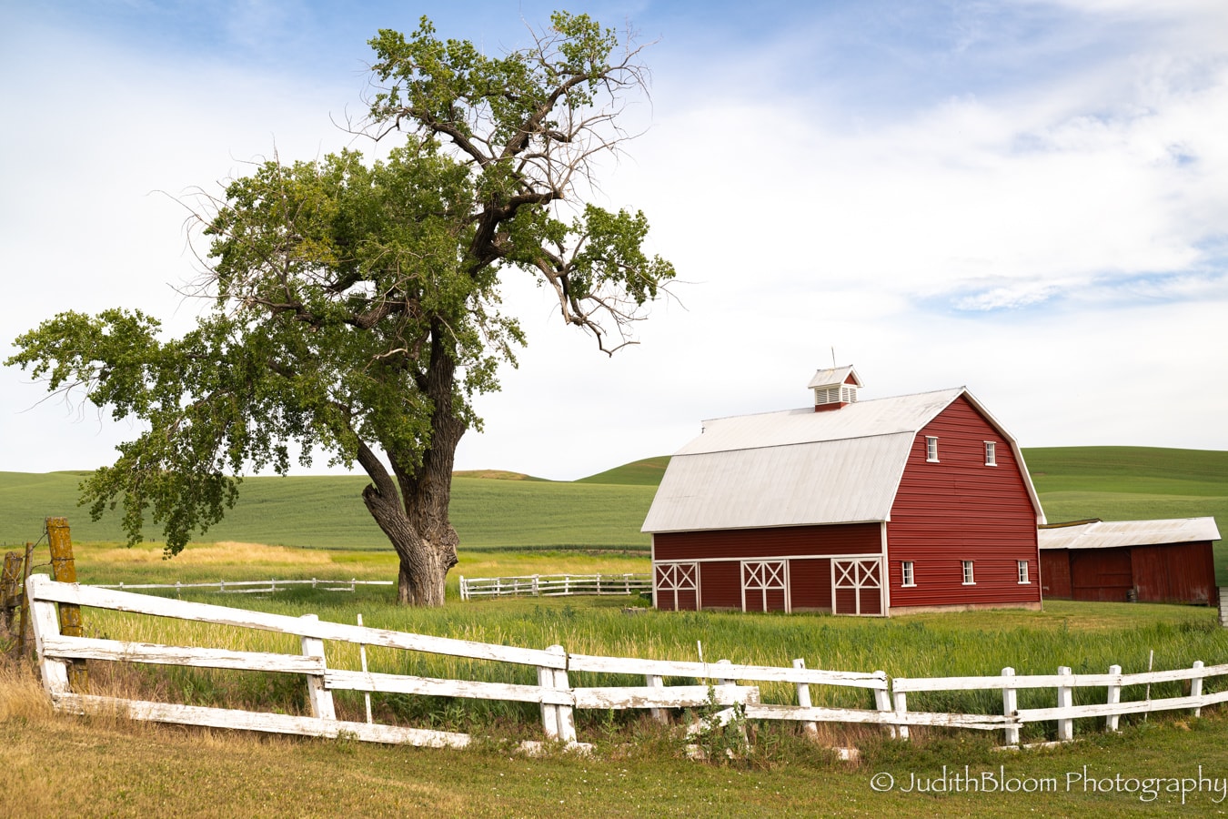 Rooted Together — a red barn with white fencing and an old oak tree on rolling green Palouse hills
