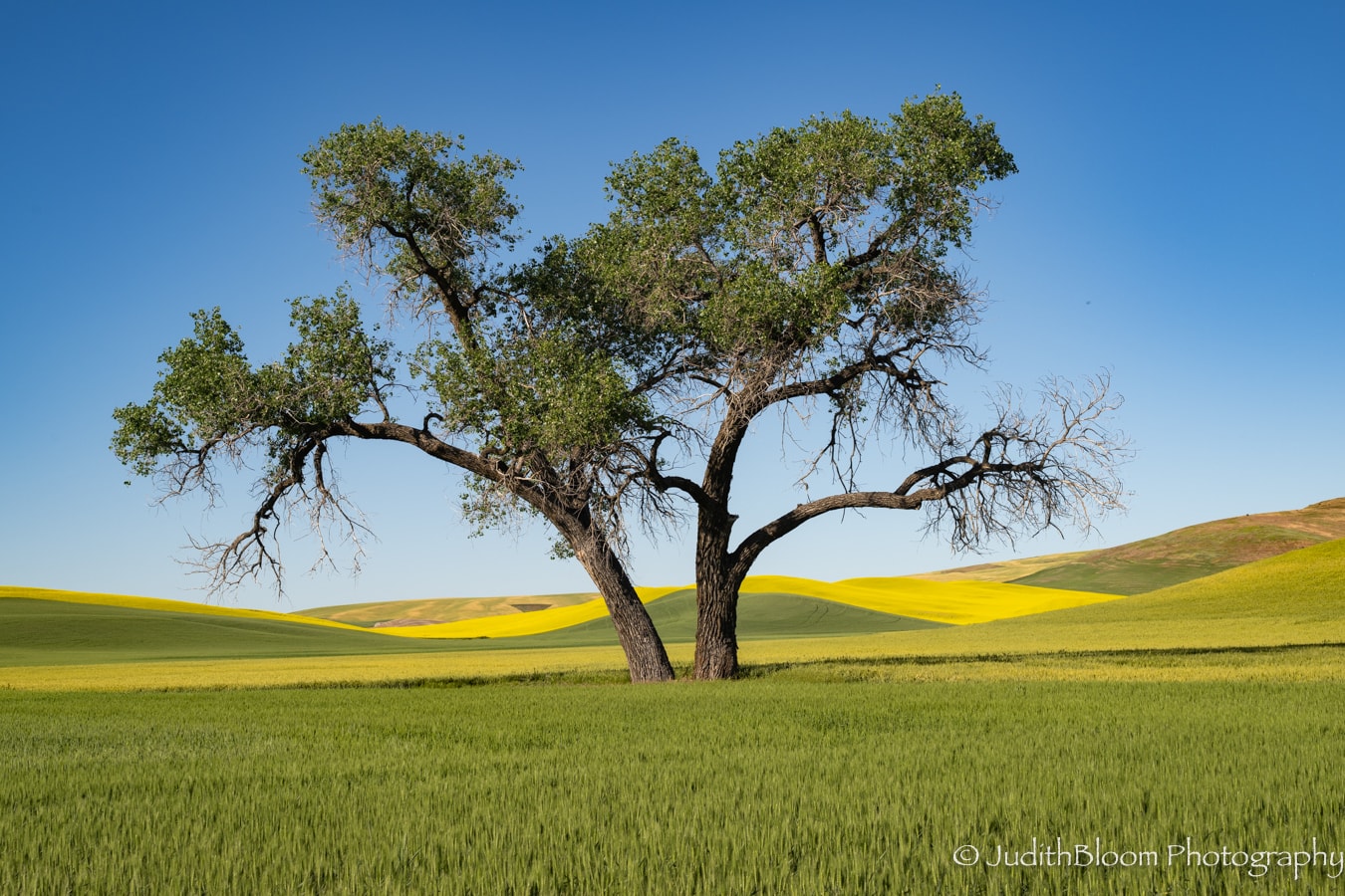 They stood alone, yet never seemed lonely — a solitary tree in rolling Palouse hills striped with yellow canola and green wheat