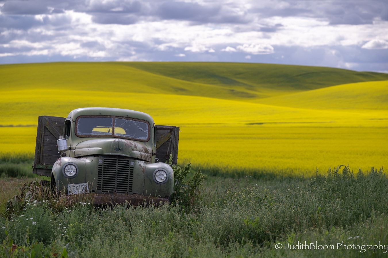 A rusted vintage truck sits forgotten in the weeds before an endless sea of yellow canola, Palouse