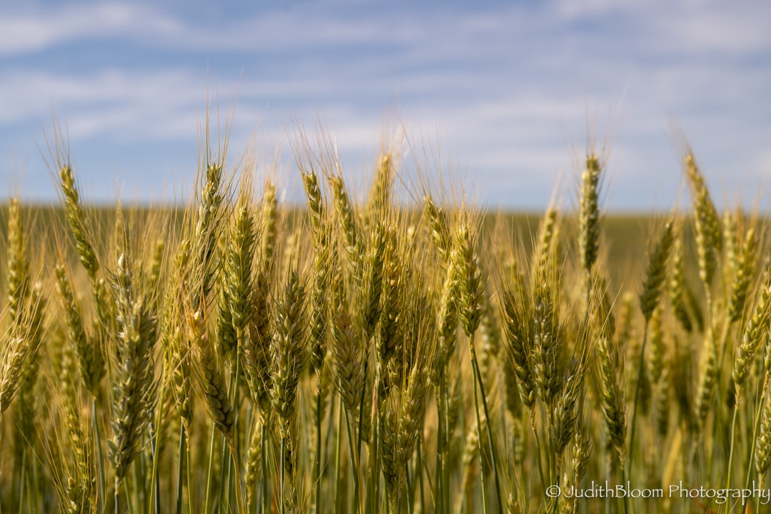 Close-up of golden-green wheat heads against a soft blue sky, Palouse