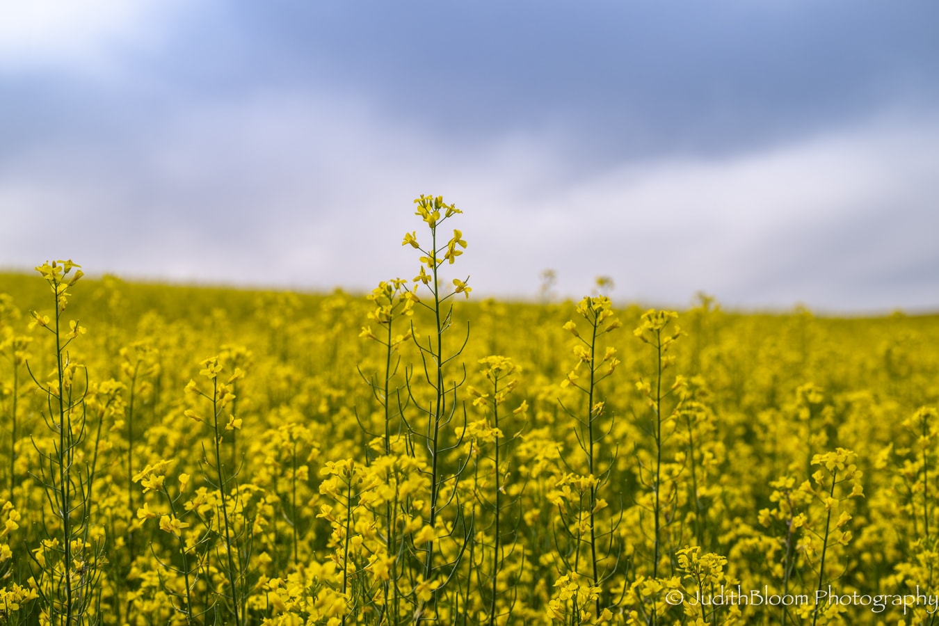 Where Gold Meets Blue — a single canola stem rises above a sea of yellow flowers under a dramatic stormy sky
