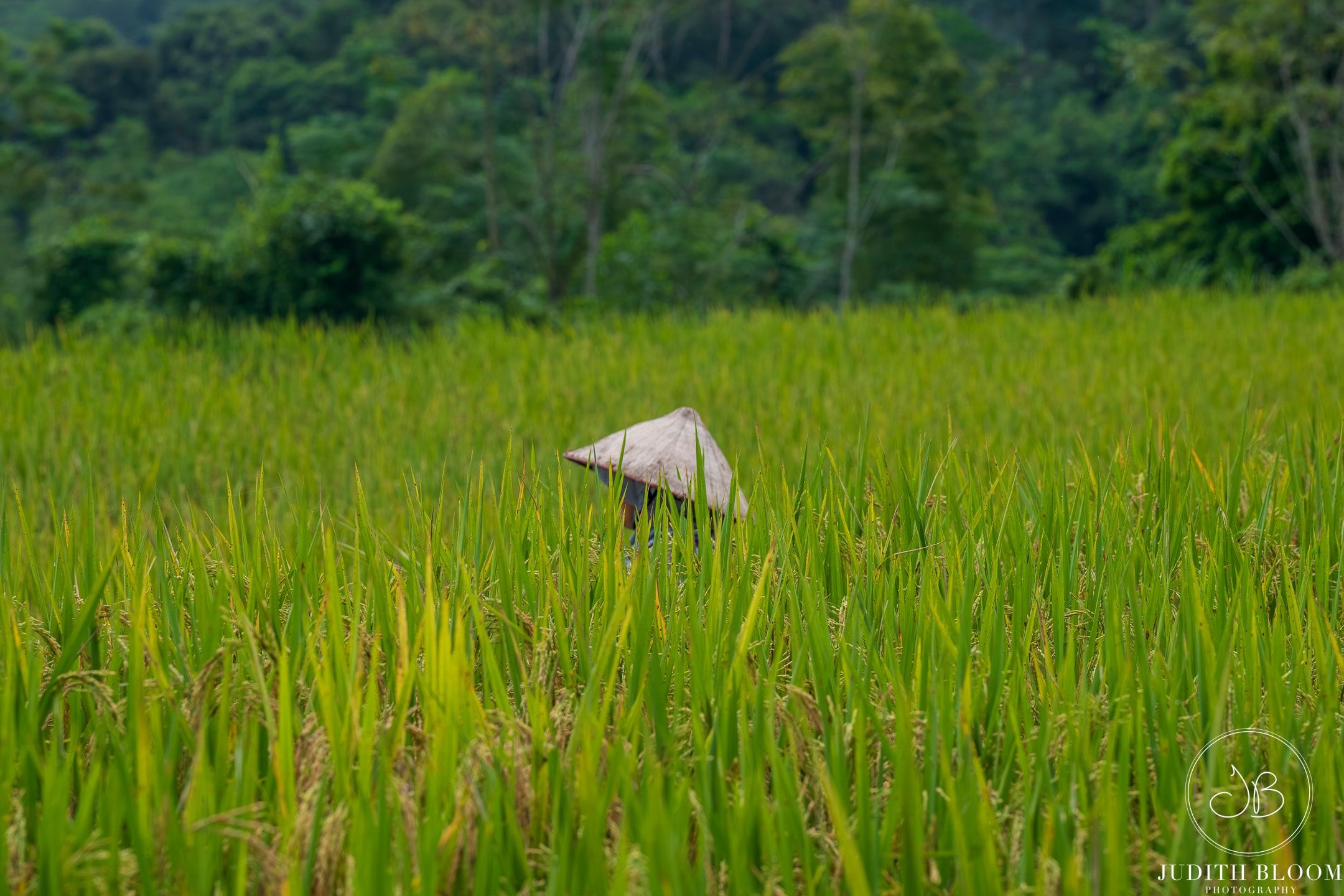 A farmer in a conical hat barely visible above the lush green rice fields
