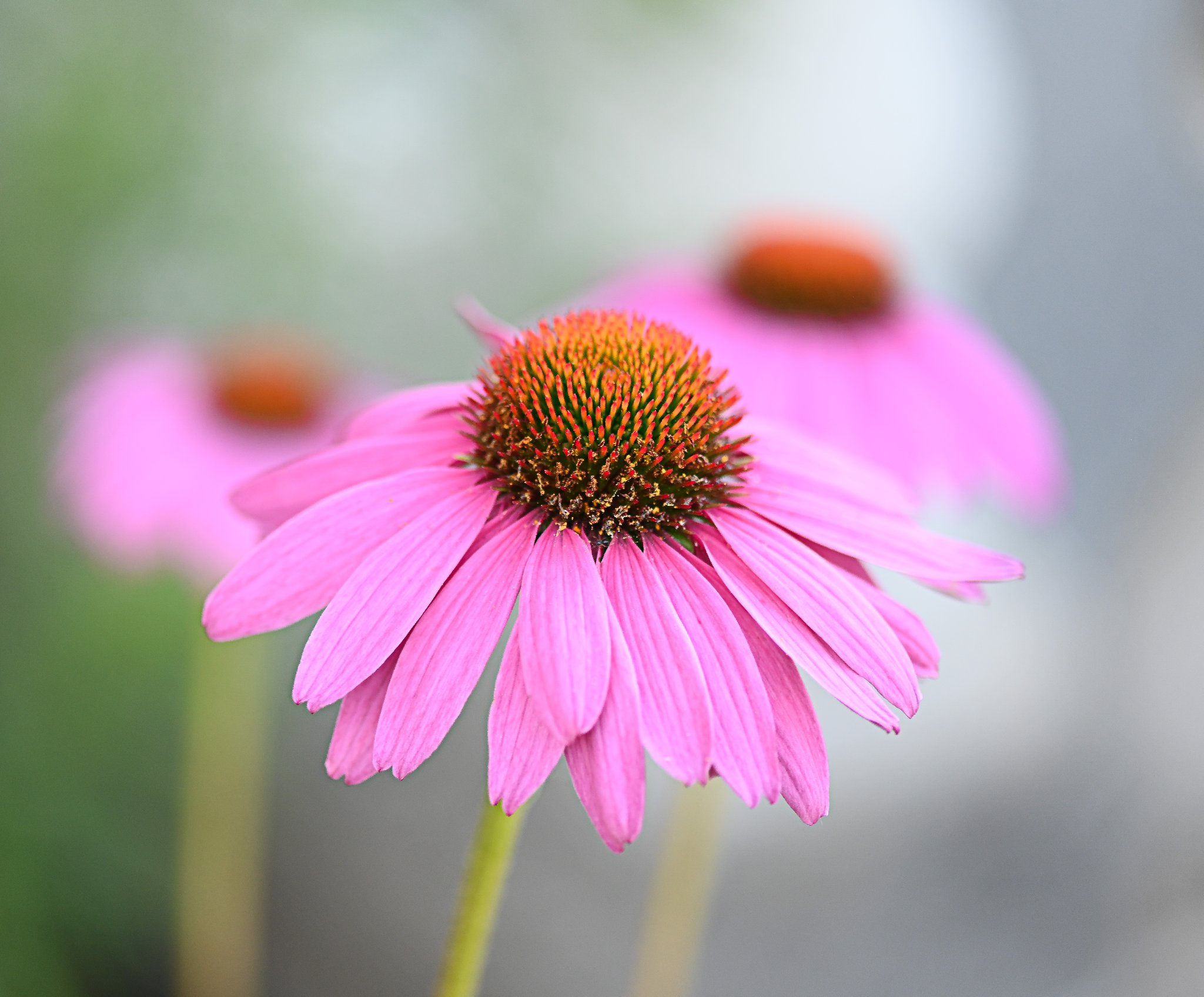 Pink coneflower echinacea in soft focus
